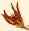 Sempervivum hirtum L., blomställning x8