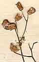 Senecio aegypticus L., blomställning x8