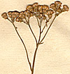 Senecio byzantinus L., inflorescens x8