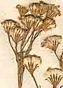 Senecio doria L., blomställning x8