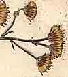 Senecio erucifolius L., inflorescens x8