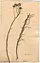 Senecio linifolius L., framsida