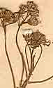 Senecio linifolius L., blomställning x8