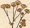 Senecio rigidus L., inflorescens x8
