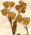 Senecio trilobus L., inflorescens x6