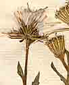 Senecio viscosus L., blomställning x8