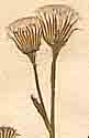 Senecio viscosus L., inflorescens x8