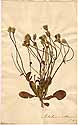 Seriola aethnensis L., framsida