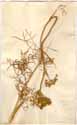 Seseli peucedanifolium Bosser., framsida