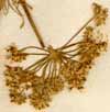Seseli peucedanifolium Bosser., inflorescens x6