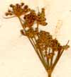 Seseli pimpinelloides L., inflorescens x7