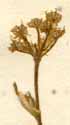 Seseli tortuosum L., blomställning x8