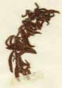Sherardia fruticosa L., närbild x4