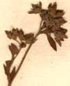 Sibbaldia procumbens L., inflorescens x8