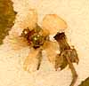 Sida abutilon L., inflorescens x8