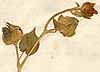 Sida abutilon L., flower x8