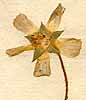 Sida cristata L., blomma x8