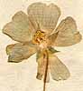 Sida cristata L., flower x8