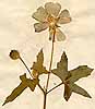 Sida cristata L., blomställning x4