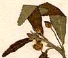 Sida rhombifolia L., inflorescens x8