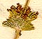 Sideritis hirsuta L., flowers x8