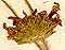Sideritis hirsuta L., blommor x8