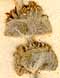 Sideritis lanata L., inflorescens x8