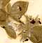 Sideritis lanata L., blommor x8