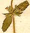 Sideritis romana L., flowers x8