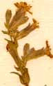 Silene amoena L., inflorescens x8