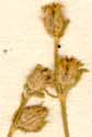 Silene anglica L., inflorescens x8