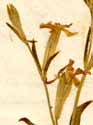Silene antirrhina L., blomställning x8