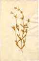 Silene cerastioides L., framsida