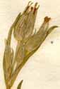 Silene conica L., blomställning x8