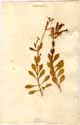Silene fruticosa L., framsida