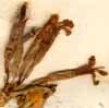 Silene fruticosa L., blomställning x8