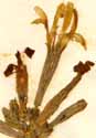 Silene fruticosa L., blomställning x6