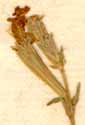 Silene geminiflora Willd., blommor x8