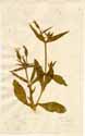 Silene noctiflora L., framsida