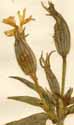 Silene noctiflora L., blommor x8