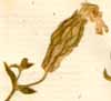 Silene pendula L., flower x8