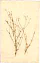 Silene portensis L., framsida