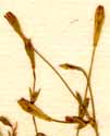 Silene portensis L., inflorescens x8