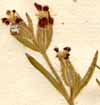 Silene quinquevulnera L., inflorescens x8