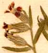 Silene quinquevulnera L., blomställning x8
