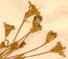 Silene rupestris L., blomställning x8