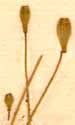 Silene saxifraga L., inflorescens x8