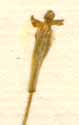 Silene saxifraga L., flower x8