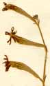 Silene sp., inflorescens x6