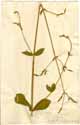 Silene viridiflora L., front